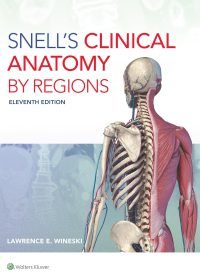 sneels cnical anotomy