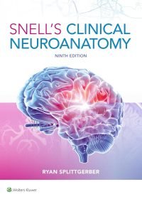 sneels cnical neuronanatomy